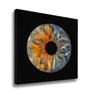CANVAS - Fusion